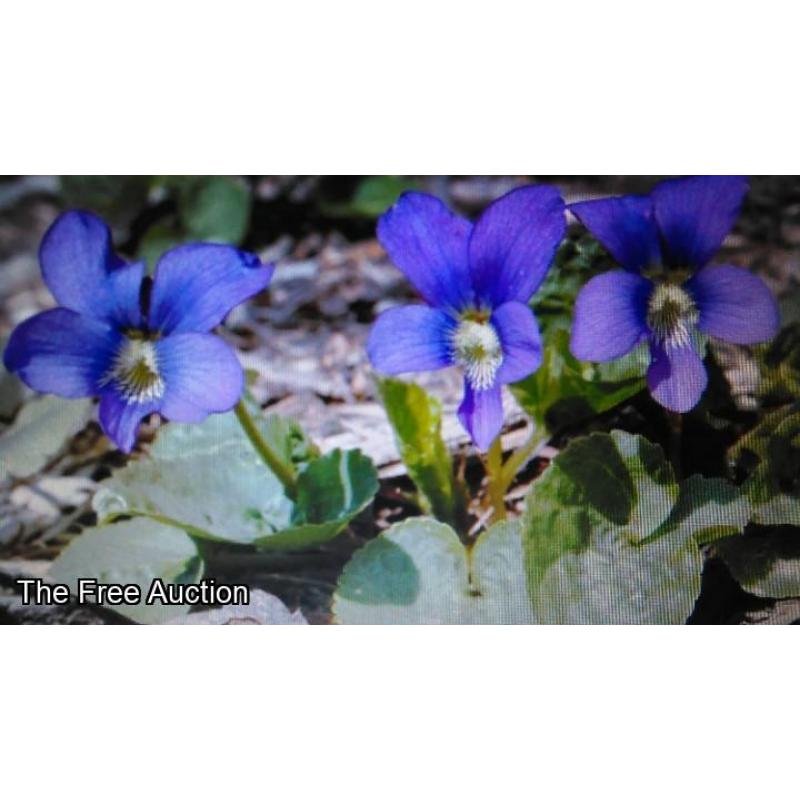25 Wild Purple Violet Rhizome/Bulbs- Fresh, Healthy, & Bare- Ready To Plant